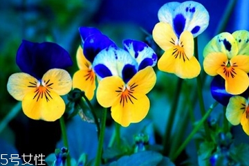 新娘鮮花造型用什么花 新娘浪漫鮮花造型參考 新娘鮮花造型用什么花 新娘浪漫鮮花造型參考