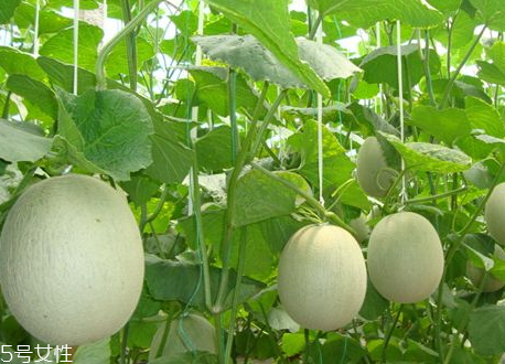 網(wǎng)紋瓜多少錢一斤 網(wǎng)紋瓜的保存方法 網(wǎng)紋瓜多少錢一斤 網(wǎng)紋瓜的保存方法