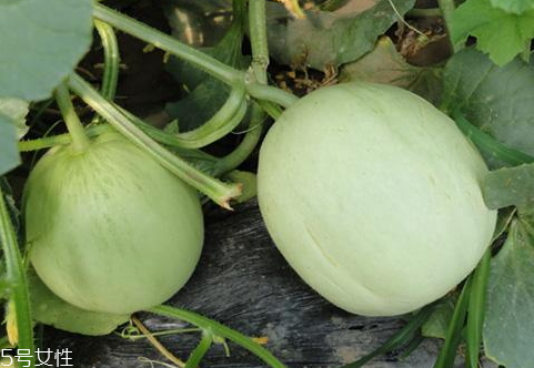 綠寶瓜孕婦能吃嗎 綠寶瓜怎么吃 綠寶瓜孕婦能吃嗎 綠寶瓜怎么吃