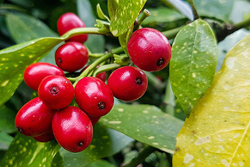 蔓越莓膠囊一天吃幾粒？蔓越莓膠囊一天吃幾次