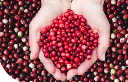 蔓越莓膠囊一天吃幾粒？蔓越莓膠囊一天吃幾次