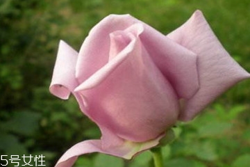 藕荷色是什么顏色 藕荷色搭配顏色 藕荷色是什么顏色 藕荷色搭配顏色