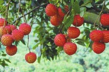 荔枝食用方法 荔枝怎么吃不上火？