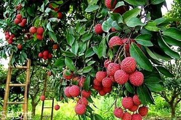 荔枝吃了會胖嗎？減肥的人能吃荔枝嗎？