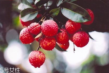 荔枝能放幾天？荔枝能放冰箱嗎？