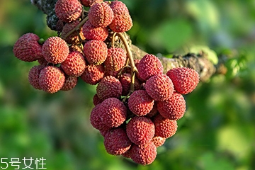 荔枝選購技法 荔枝怎么挑？