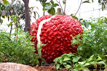 荔枝可以燉湯嗎？荔枝可以做菜嗎？