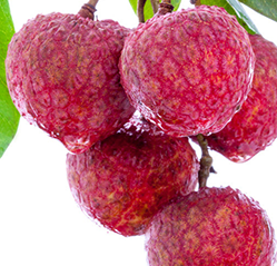 荔枝可以燉湯嗎？荔枝可以做菜嗎？