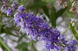 圣潔莓怎么吃法？圣潔莓膠囊飯前還是飯后吃