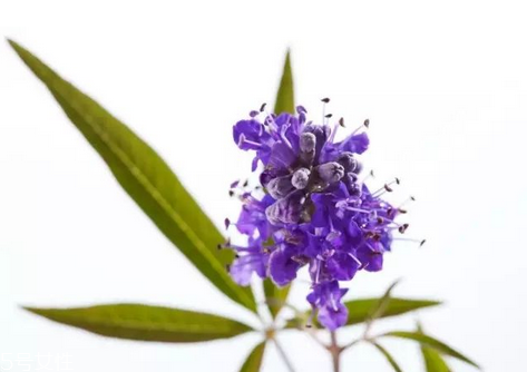 圣潔莓是雌激素嗎？圣潔莓是什么來的？