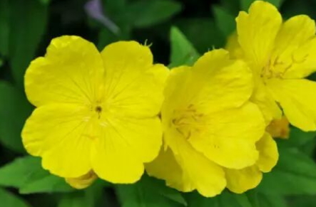 圣潔莓和月見草可以一起吃嗎？