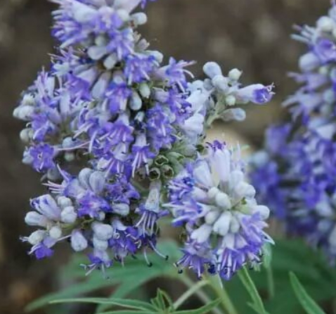 圣潔莓和月見草可以一起吃嗎？