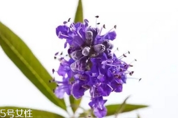 圣潔莓和月見(jiàn)草區(qū)別？圣潔莓和月見(jiàn)草有什么不一樣？