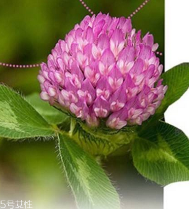 圣潔莓可以長期吃嗎？長期圣潔莓好嗎？