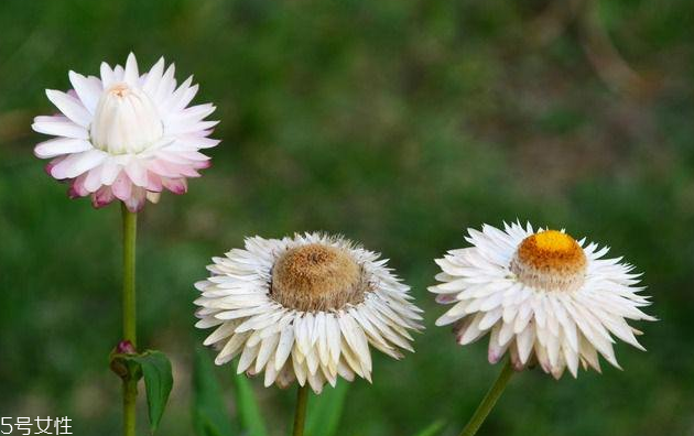 蠟菊精油能吃嗎 蠟菊精油的內(nèi)服方法 蠟菊精油能吃嗎 蠟菊精油的內(nèi)服方法