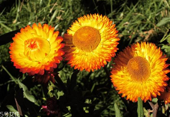 蠟菊精油能吃嗎 蠟菊精油的內(nèi)服方法 蠟菊精油能吃嗎 蠟菊精油的內(nèi)服方法