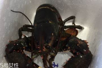 波士頓龍蝦怎么殺？怎么殺波士頓龍蝦？