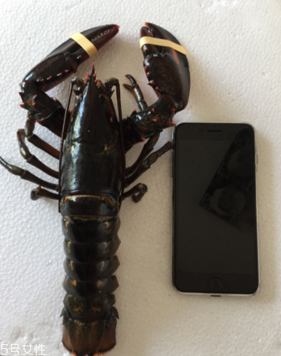 波士頓龍蝦怎么殺？怎么殺波士頓龍蝦？