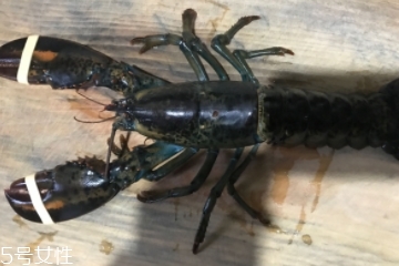 波士頓龍蝦是淡水的嗎？波士頓龍蝦是海里的嗎？