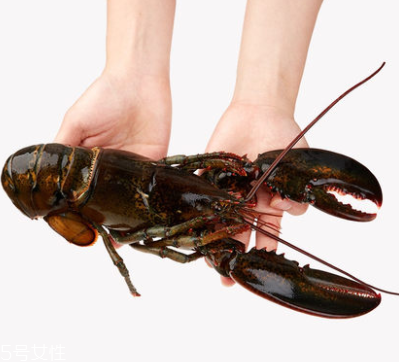 波士頓龍蝦能生吃嗎？波士頓龍蝦適合生吃嗎？