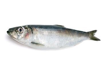 青魚是淡水魚還是海魚？青魚是淡水魚嗎？