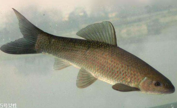 青魚是淡水魚還是海魚？青魚是淡水魚嗎？