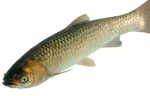 青魚是淡水魚還是海魚？青魚是淡水魚嗎？