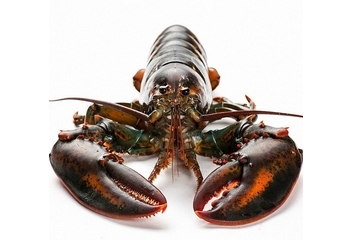 波士頓龍蝦頭部怎么處理？波士頓龍蝦蝦頭處理方法