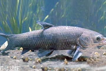 青魚是發(fā)物嗎？吃青魚會(huì)過敏嗎？