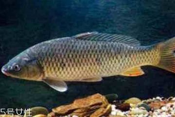 青魚是發(fā)物嗎？吃青魚會(huì)過敏嗎？