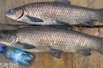 青魚是發(fā)物嗎？吃青魚會(huì)過敏嗎？