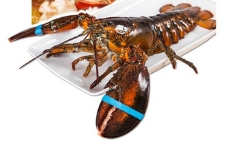 波士頓龍蝦死了還能吃嗎？死的波士頓龍蝦能吃嗎？