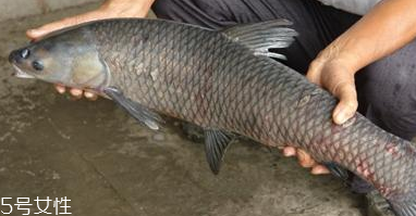 青魚怎么養(yǎng)殖?青魚好養(yǎng)嗎？