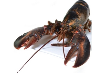 波士頓龍蝦什么季節(jié)最好吃？