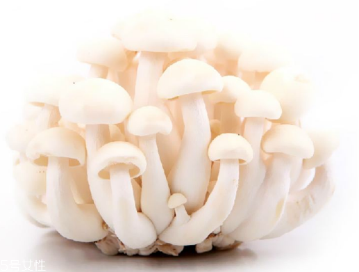 白玉菇和海鮮菇的區(qū)別 白玉菇和海鮮菇是一樣的嗎？