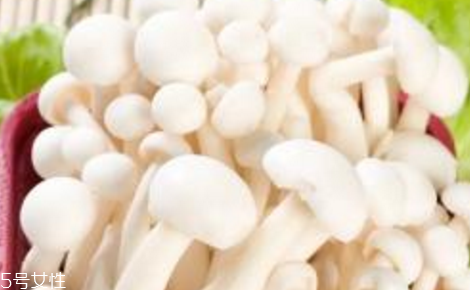 白玉菇和海鮮菇的區(qū)別 白玉菇和海鮮菇是一樣的嗎？
