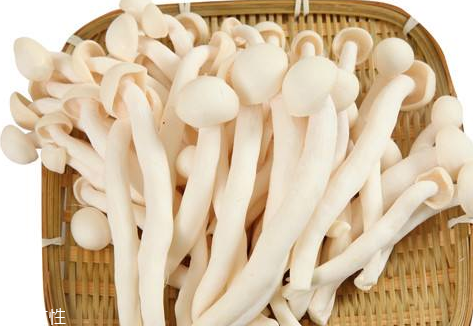 白玉菇的營養(yǎng)價值 白玉菇有什么營養(yǎng)？