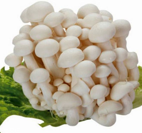 白玉菇的選購技巧 白玉菇怎么挑選？