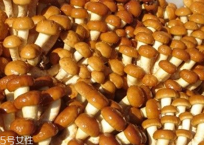 滑子菇的功效 滑子菇有什么作用？