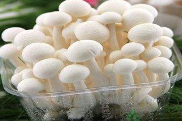 白玉菇為什么是苦的？白玉菇怎么會(huì)苦？