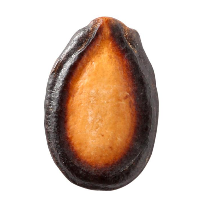 西瓜子是西瓜的子嗎？西瓜子怎么種的