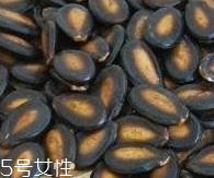 西瓜子的宜忌人群 西瓜子不是適合哪些人吃？