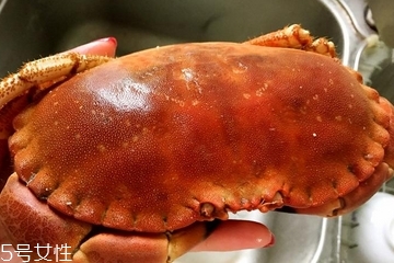 面包蟹是寒性的嗎？面包蟹性寒嗎？