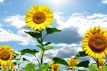 葵瓜子能種向日葵嗎？葵瓜子怎么種出向日葵？