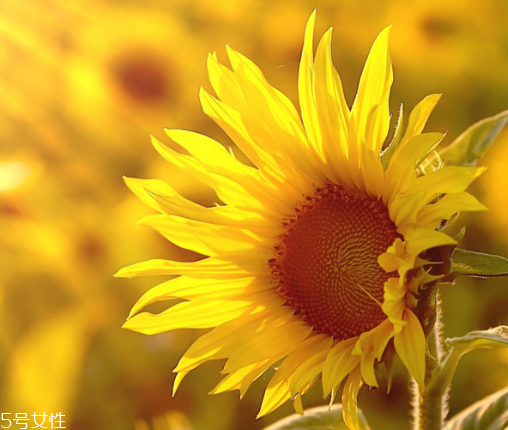 葵瓜子能種向日葵嗎？葵瓜子怎么種出向日葵？