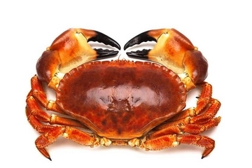 面包蟹能冷凍嗎？面包蟹可以放冰箱嗎？