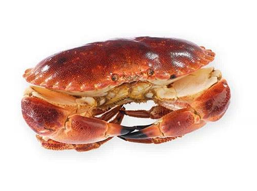 面包蟹能冷凍嗎？面包蟹可以放冰箱嗎？