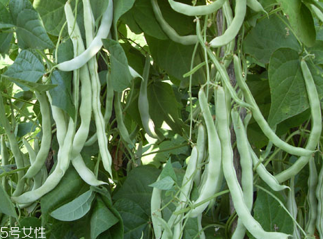 蕓豆是發(fā)物嗎？皮膚過敏的人能吃蕓豆嗎？