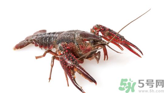 龍蝦怎么殺才干凈?龍蝦怎么殺圖解? 龍蝦怎么殺才干凈?龍蝦怎么殺圖解?