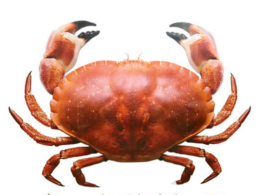 面包蟹如何打開？如何吃活面包蟹？